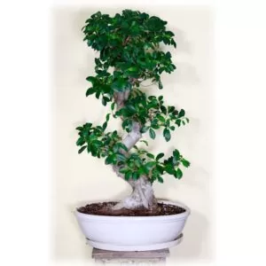 Μπονσάι μεγάλο